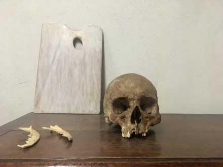 Human skull | Kim van der Horst