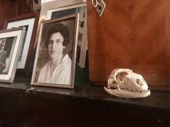 Lizzard skull | Kim van der Horst
