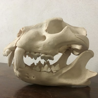 Lion skull | Kim van der Horst